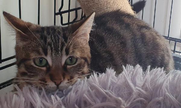 Michelle, trovata affamata e infreddolita Foto 4